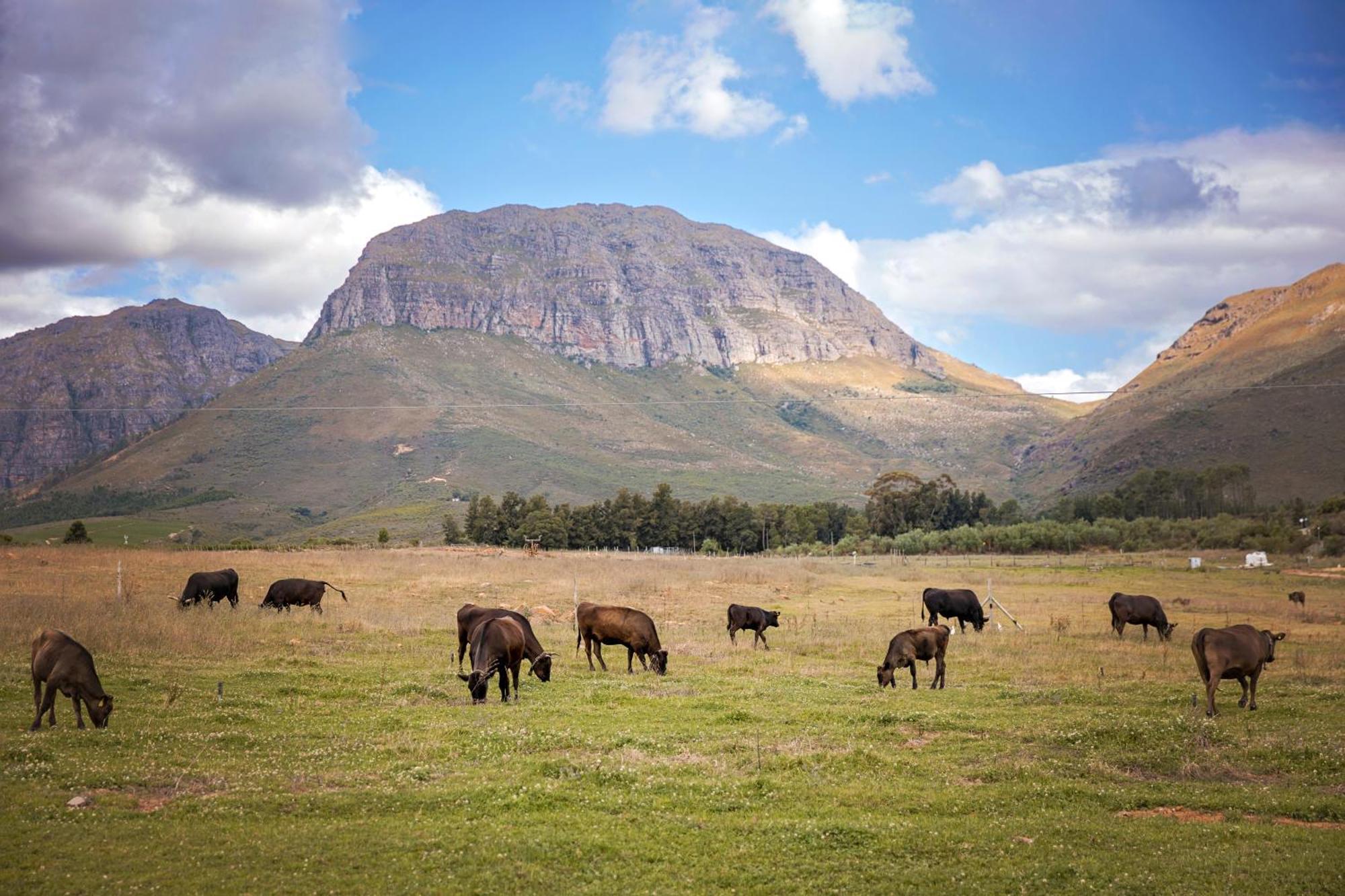 Wagyu Mountain Lodge Paarl Bagian luar foto